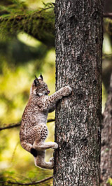 Climbing / lll